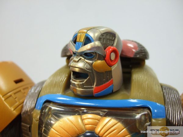 Year Of The Monkey Optimus Primal Out Of Box Show Platinum Edition Compared With Original  (17 of 50)